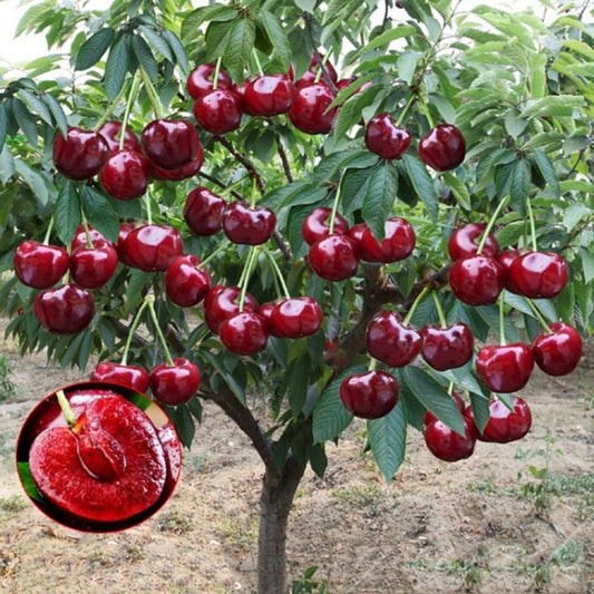 Rainier Cherry Fruit Seeds – Grow Sweet, Juicy Cherries at Home